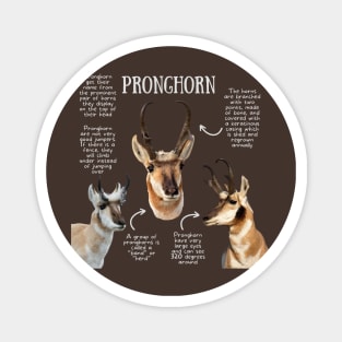 Animal Facts - Pronghorn Magnet